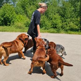 Dark Fox Red Boy - Yellow male Labrador Retriever puppy in Dalton, Pennsylvania from Whiteduck Mountain Kennel AKC Australian Cattle Dogs and Windy Hill Acres Kennel LLC AKC Fox Red Labrador Retrievers