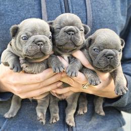 French Bulldog Puppies from Emeraldfrenchies