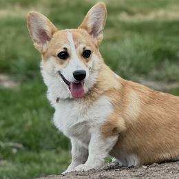 Winnie - Pembroke Welsh Corgi