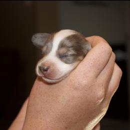 Dachshund Puppies from Crowder Doxies