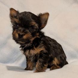 T.C. (Too Cute) - Black and gold male Yorkshire Terrier puppy in Gatesville, Texas from KontryKritterz Yorkies