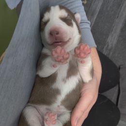 Siberian Husky Puppies from T and T Kennels