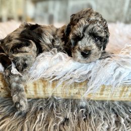 Olive - Merle female Goldendoodle puppy in Natural Bridge, Virginia from Padgetts Hill Puppies