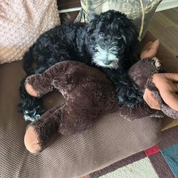 Aussiedoodle All Grown Up from Pawsitively Doodles