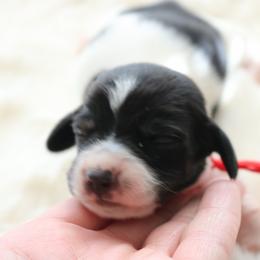 Red - Piebald male Dachshund puppy in Peebles, Ohio from Cave Valley Hounds