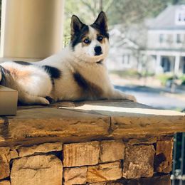 Pomeranian and Pomsky All Grown Up from Alpha Poms & Pomskies
