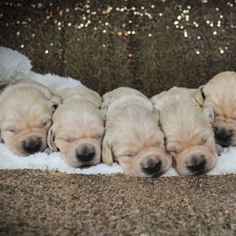 Golden Retriever Puppies from Gentry’s Pride Golden Retrievers