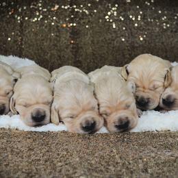 Golden Retriever Puppies from Gentry’s Pride Golden Retrievers