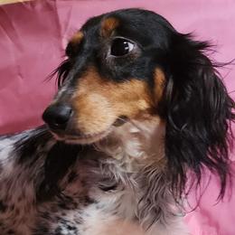 Pearl - Dachshund