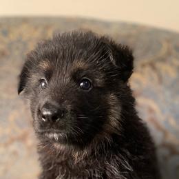 Black collar boy - Bi-color male German Shepherd puppy in Coleta, Illinois from Four Leaf Farm- Vom Vierblättriges Bauernhof