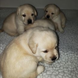 Labrador Retriever Puppies from Andover Meadow Farm