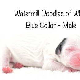 Blue Collar - Australian Labradoodle puppy in Mill Spring, North Carolina from Watermill Doodles of WNC
