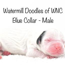 Blue Collar - Australian Labradoodle puppy in Mill Spring, North Carolina from Watermill Doodles of WNC