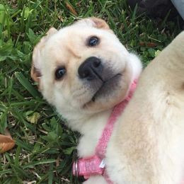 Labrador Retriever Puppies from KevMar Labradors