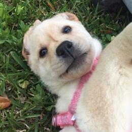 Labrador Retriever Puppies from KevMar Labradors