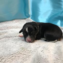 Pembroke Welsh Corgi, Miniature Australian Shepherd, and Toy Australian Shepherd Puppies from Midwest Mini/Toy Aussies