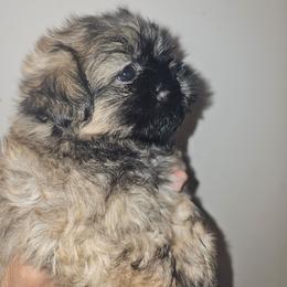 Gianna - Brindle female Shih Tzu puppy in Los Banos And Bay Area, California from Shantii's Shih Tzu's