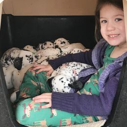 Dalmatian Puppies from Smart Dalmatians