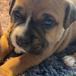 Staffordshire Bull Terriers from Jenkins' Staffordshire Bull Terriers
