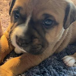 Staffordshire Bull Terriers from Jenkins' Staffordshire Bull Terriers