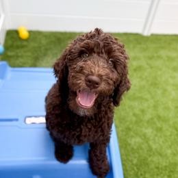 Bear - Chocolate male Goldendoodle puppy in Murrieta, California from Apricot Poodles & Goldendoodles, LLC