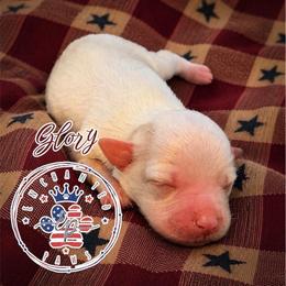 Glory - Parti female Miniature Schnauzer puppy in Dorr, Michigan from Enchanted Paws
