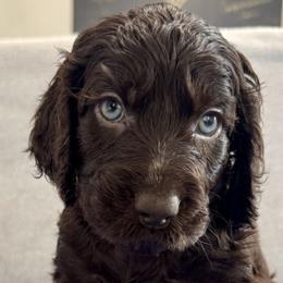 Boykin Spaniels from TNT Kennels