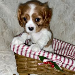 Cavalier King Charles Spaniel Puppies from Cassie’s Cavaliers