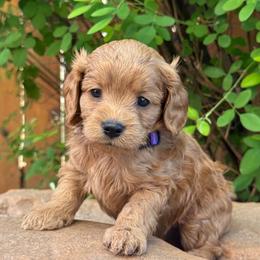 Jeanette - Purple Collar - Red female Cavapoo puppy in Kingwood, Texas from Kingwood Goldendoodles
