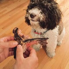 Spanish Water Dog Puppies from Highview Spanish Water Dogs, LLC