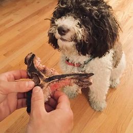 Spanish Water Dog Puppies from Highview Spanish Water Dogs, LLC