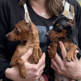 Miniature Pinscher Puppies from Valjalu’s Minianture Pinschers