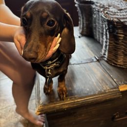 Taffy - Dachshund