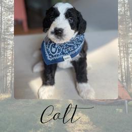 Colt - Black and white male Bernedoodle puppy in Gales Ferry, Connecticut from Schweers Goldens and Doodles