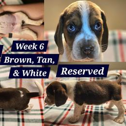 Copper-Dark Blue-Male - Brown white and tan male Beagle puppy in Bemidji, Minnesota from Nse Farms Beagles