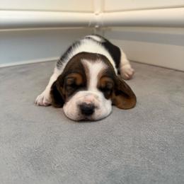 Yellow Collar - Black white and brown male Basset Hound puppy in Republic, Missouri from Shauna Jones Family Basset Hounds