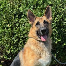 Buttercup - Black and tan female German Shepherd puppy in Warwick, Rhode Island from Karma Kennels
