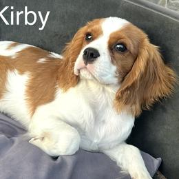 Kirby (FULL AKC registration) - Cavalier King Charles Spaniel puppy in Nashville, Tennessee from Hungarian Cavaliers of Nashville