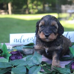 Aussiedoodle Puppies from Old Mills Aussiedoodles