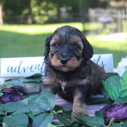 Aussiedoodle Puppies from Old Mills Aussiedoodles