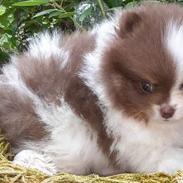 Pomeranians from Whiskey Island Poms