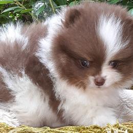 Pomeranians from Whiskey Island Poms