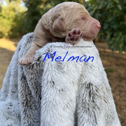 Goldendoodle Puppies from O’Doodle Clan Goldendoodles