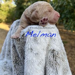 Goldendoodle Puppies from O’Doodle Clan Goldendoodles