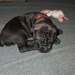 Girl 2 - Black female Cane Corso puppy in Clarksburg, West Virginia from West By God Virginia Cane Corso