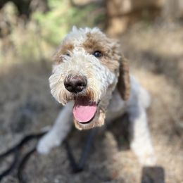 Bondsey - Caramel cream male Labradoodle puppy in Pollock Pines, California from Goindoodles