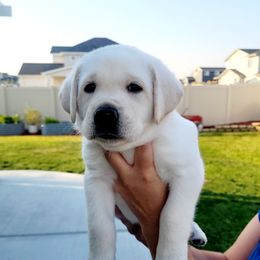 Labrador Retriever Puppies from Gwyneira labs of Idaho