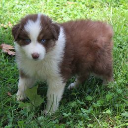 Hannah - Red tri-color female Australian Shepherd puppy in Kansas, Oklahoma from Windy G Farm