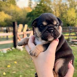 Brody - Black tri-color male Bulldog puppy in Seattle, Washington from mama Myra bulldogs