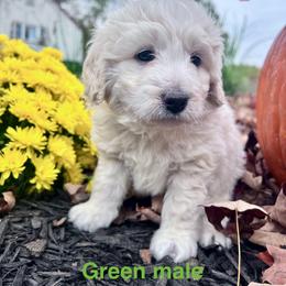 Aussiedoodle Puppies from Crabtree Farm Doodles
